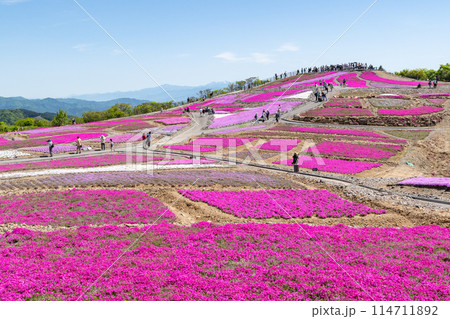 茶臼山高原の芝桜（愛知県） 114711892