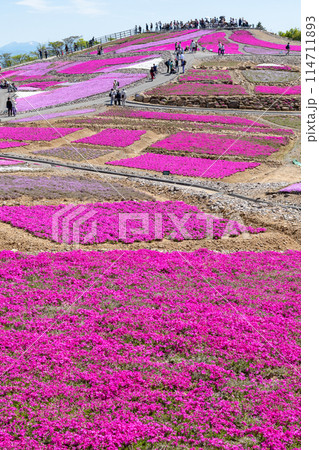 茶臼山高原の芝桜(愛知県) 茶臼山高原の芝桜(愛知県) 114711893