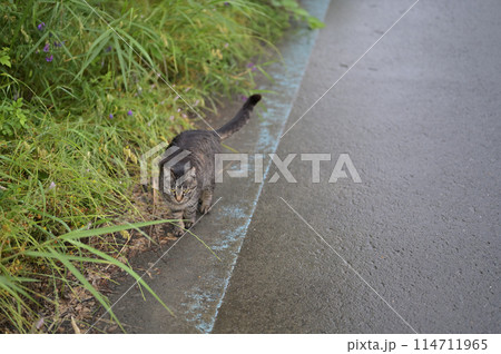 道端で遊ぶとら猫 114711965