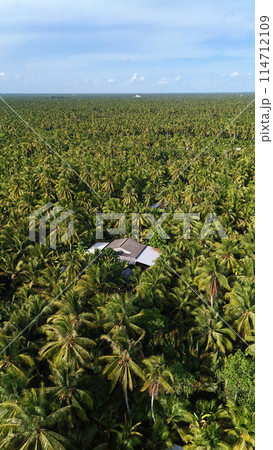 Amazing aerial view of Mekong Delta village, vast coconut, nipa tree field, roof of lonely house in green of palm tree, solitary scene of eco countryside, Ben Tre, Vietnam 114712109