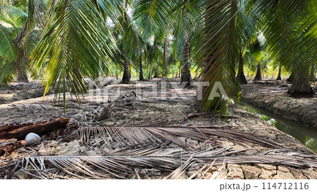 Coconut tree field at Ben Tre, Mekong Delta, Viet nam in hot season, drought,dried soil but ditch system as water source,irrigation water for plant palm trees 114712116