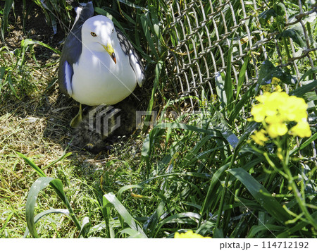 菜の花とウミネコ親子 菜の花とウミネコ親子 114712192