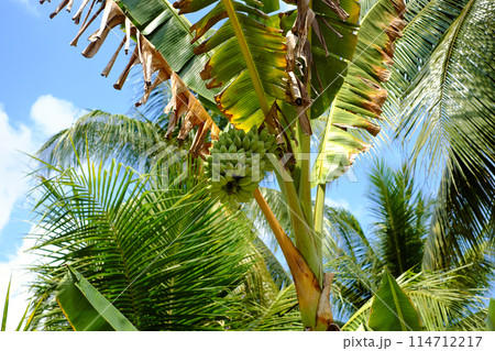Beautiful view with bunch of banana, chuoi sap, coconut tree in green under sky, eco environment at Mekong Delta country, ecotourism destination Beautiful view with bunch of banana, chuoi sap, coconut tree in green under sky, eco environment at Mekong Delta country, ecotourism destination 114712217