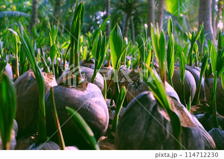 Coconut nursery for palm farm with many seedling on plantation at Ben Tre, Mekong Delta, Vietnam, bud grow from shells in green, young life of plant in garden Coconut nursery for palm farm with many seedling on plantation at Ben Tre, Mekong Delta, Vietnam, bud grow from shells in green, young life of plant in garden 114712230