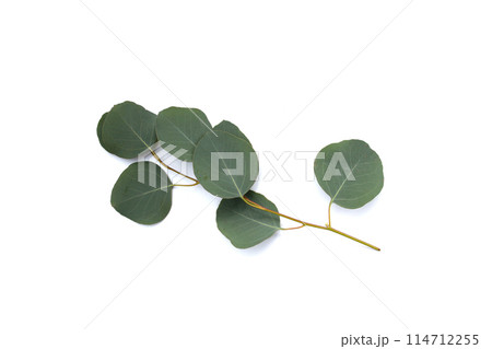 Green leaves of eucalyptus on white Green leaves of eucalyptus on white 114712255