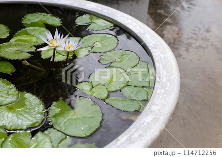 Beautiful waterlily or lotus flower with green leaves 114712256