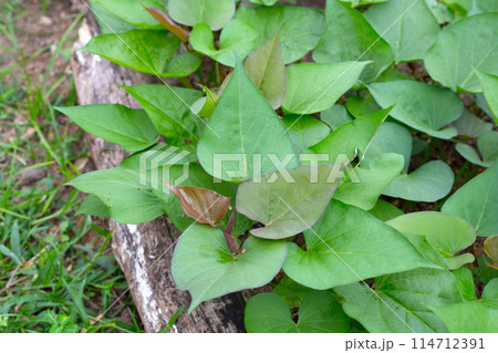 Green leaves of sweet potato plant 114712391