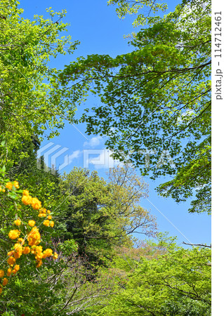 鎌北湖　新緑の湖畔　山吹の花　春の風景　　　　 114712461