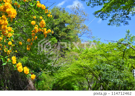 鎌北湖 新緑の湖畔 山吹の花 春の風景 鎌北湖 新緑の湖畔 山吹の花 春の風景 114712462