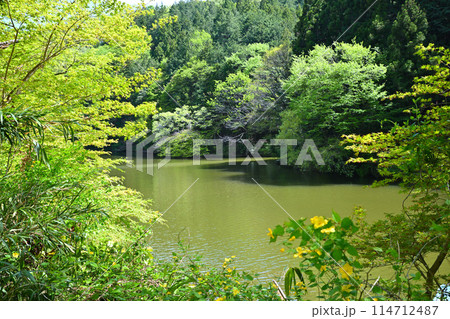 鎌北湖 新緑の湖畔 山吹の花 春の風景 鎌北湖 新緑の湖畔 山吹の花 春の風景 114712487