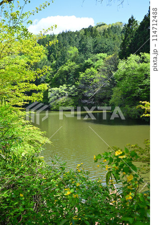 鎌北湖 新緑の湖畔 山吹の花 春の風景 鎌北湖 新緑の湖畔 山吹の花 春の風景 114712488
