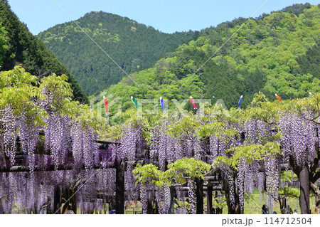 白井大町藤公園 114712504