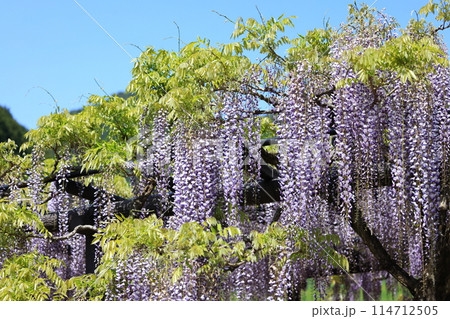 白井大町藤公園 114712505