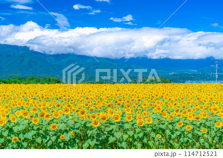 【夏素材】明野のひまわり畑と青空【山梨県】 114712521