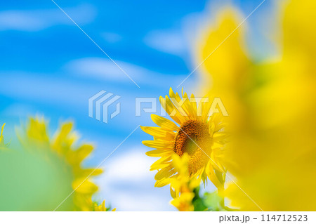 【夏素材】明野のひまわり畑と青空【山梨県】 114712523