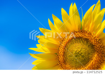 【夏素材】明野のひまわり畑と青空【山梨県】 114712525