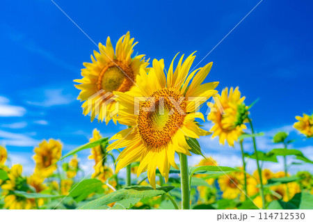 【夏素材】明野のひまわり畑と青空【山梨県】 【夏素材】明野のひまわり畑と青空【山梨県】 114712530
