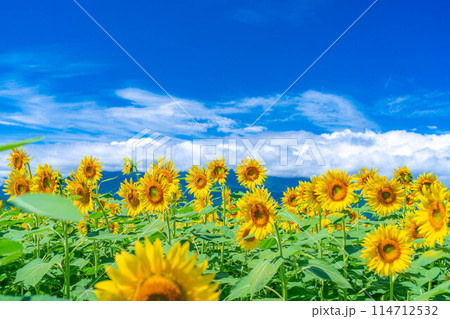 【夏素材】明野のひまわり畑と青空【山梨県】 114712532
