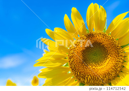 【夏素材】明野のひまわり畑と青空【山梨県】 【夏素材】明野のひまわり畑と青空【山梨県】 114712542