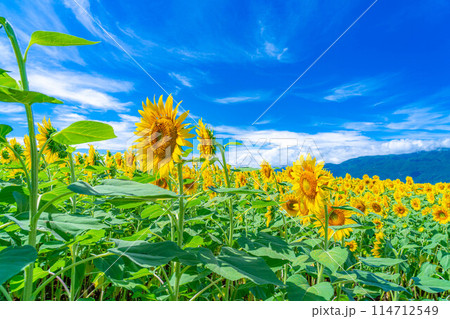 【夏素材】明野のひまわり畑と青空【山梨県】 114712549