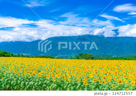 【夏素材】明野のひまわり畑と青空【山梨県】 【夏素材】明野のひまわり畑と青空【山梨県】 114712557