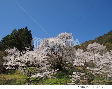 仏隆寺・千年桜 仏隆寺・千年桜 114712568