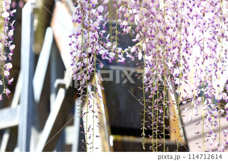 白井大町藤公園 114712614