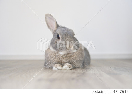 片耳を立てて横になるうさぎ 114712615