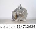 耳を掻くうさぎ 114712626