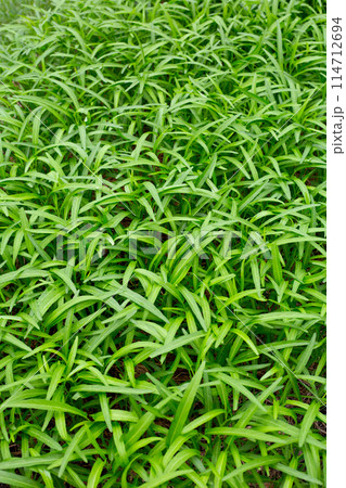 Water spinach or water convolvulus in vegetable patch 114712694