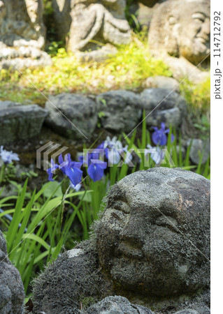 新緑の京都 愛宕念仏寺 羅漢さんと杜若 新緑の京都 愛宕念仏寺 羅漢さんと杜若 114712792