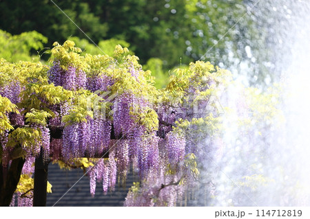 白井大町藤公園 114712819