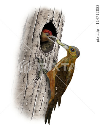 ノグチゲラとヒナ ノグチゲラとヒナ 114712882