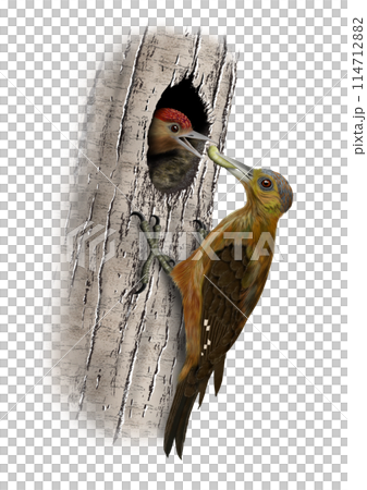 ノグチゲラとヒナ ノグチゲラとヒナ 114712882