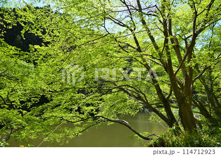 鎌北湖 緑美しい新緑の湖畔 春の風景 鎌北湖 緑美しい新緑の湖畔 春の風景 114712923