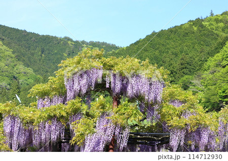 白井大町藤公園 白井大町藤公園 114712930