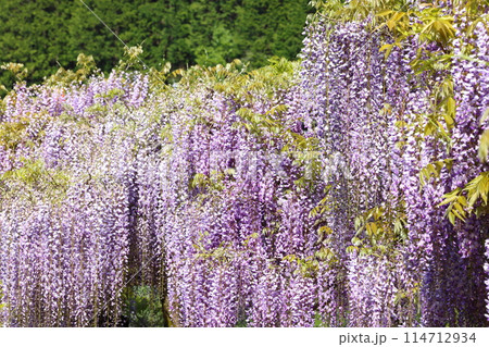 白井大町藤公園 114712934