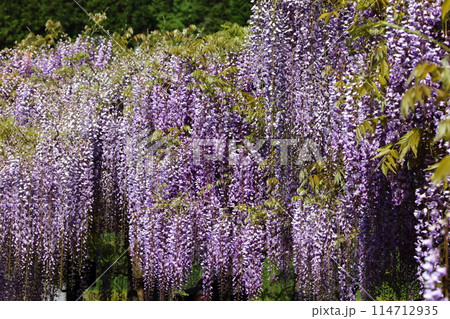 白井大町藤公園 114712935