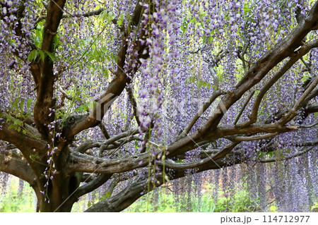 白毫寺‗藤の花 白毫寺‗藤の花 114712977