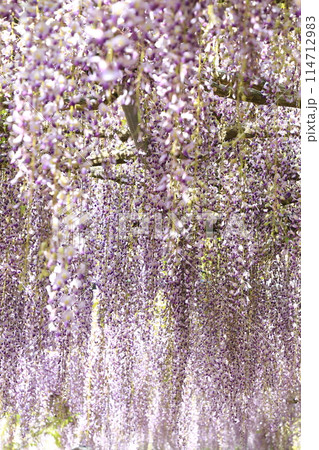 白毫寺‗藤の花 白毫寺‗藤の花 114712983