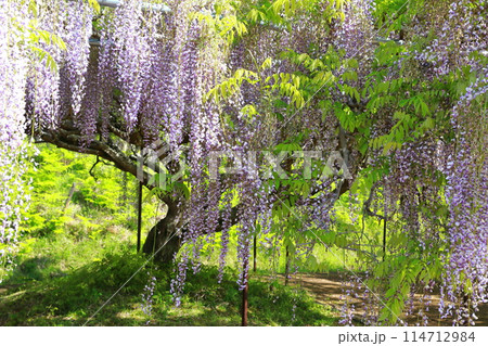 白毫寺‗藤の花 114712984