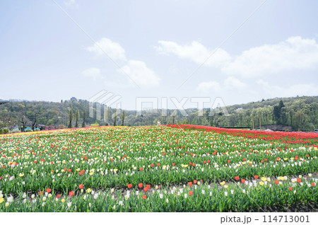 新潟　越後丘陵公園のチューリップ畑 114713001