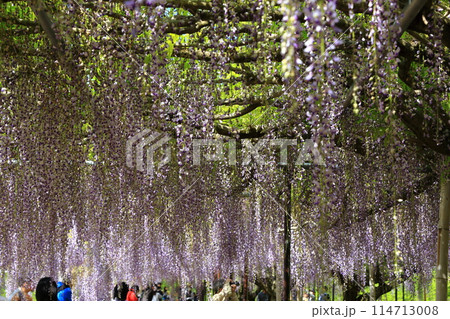 白毫寺‗藤の花 114713008