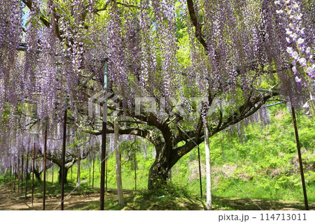 白毫寺‗藤の花 白毫寺‗藤の花 114713011