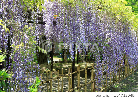白毫寺‗藤の花 白毫寺‗藤の花 114713049