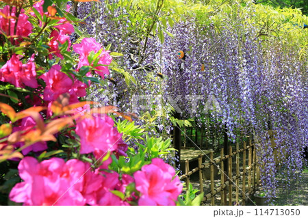 白毫寺‗藤の花 白毫寺‗藤の花 114713050