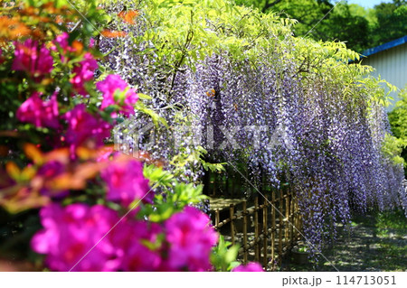 白毫寺‗藤の花 白毫寺‗藤の花 114713051