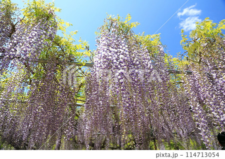 白毫寺‗藤の花 114713054