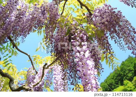 白井大町藤公園 114713116