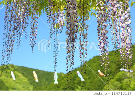 白井大町藤公園 白井大町藤公園 114713117